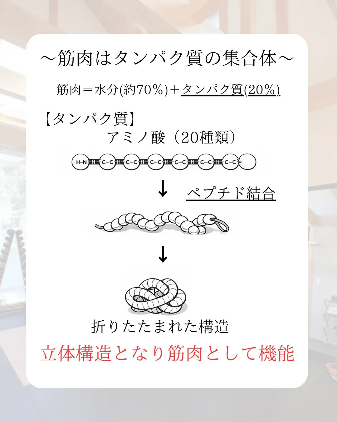 〜筋肥大とタンパク質のつながり〜